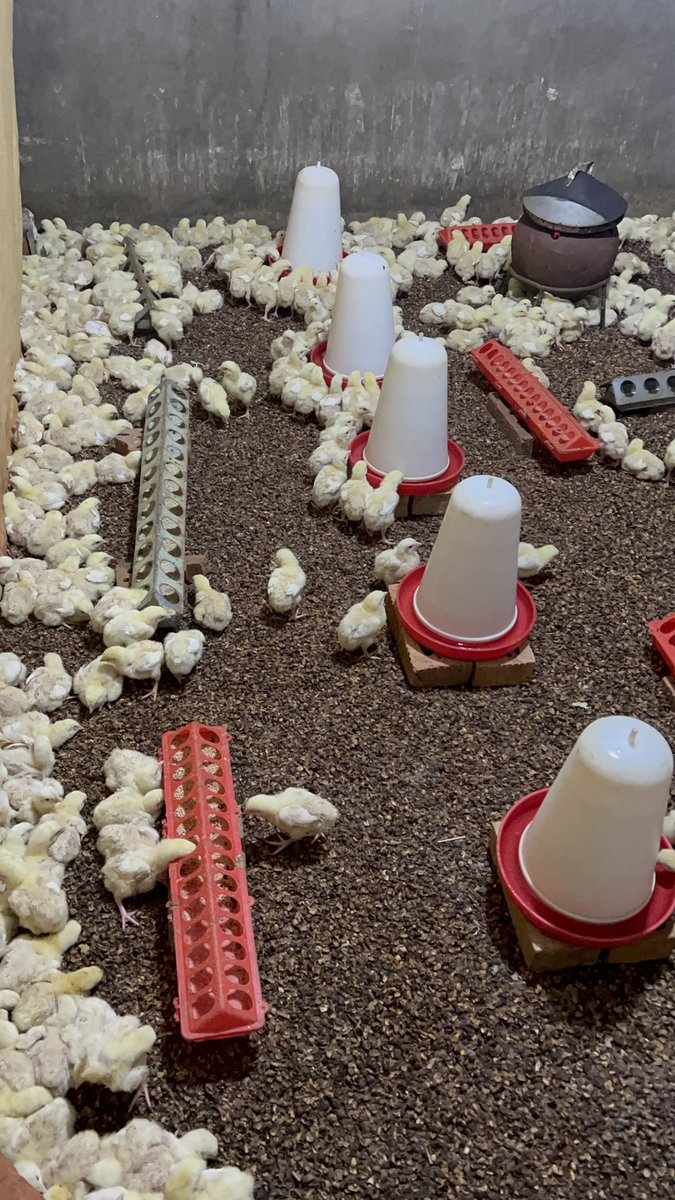 Day 6 with our chicks. 
#campjamesfarm