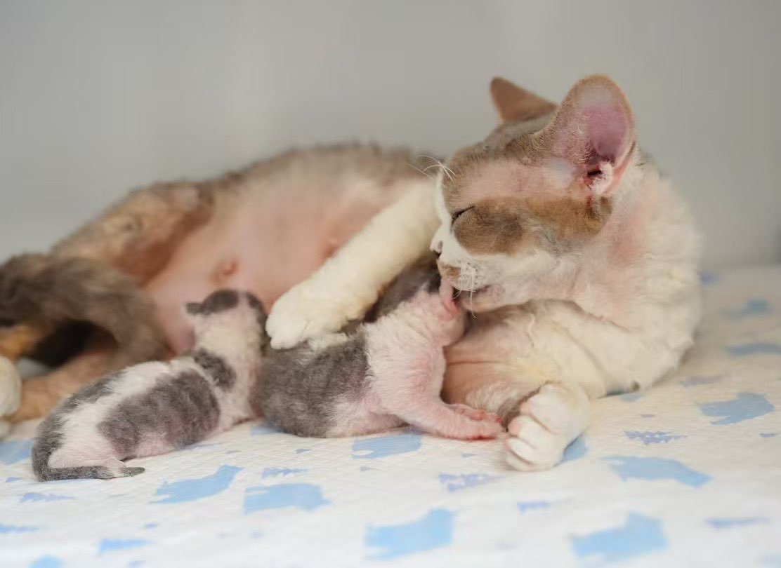 ZouZhou1112's tweet image. Hello, here comes a newborn baby❤️
Father: Champion Topo of Gulooo
Mother : Gulooo Olivia 💛
#drx #devonrex #devonrexcat #devonrexkittens