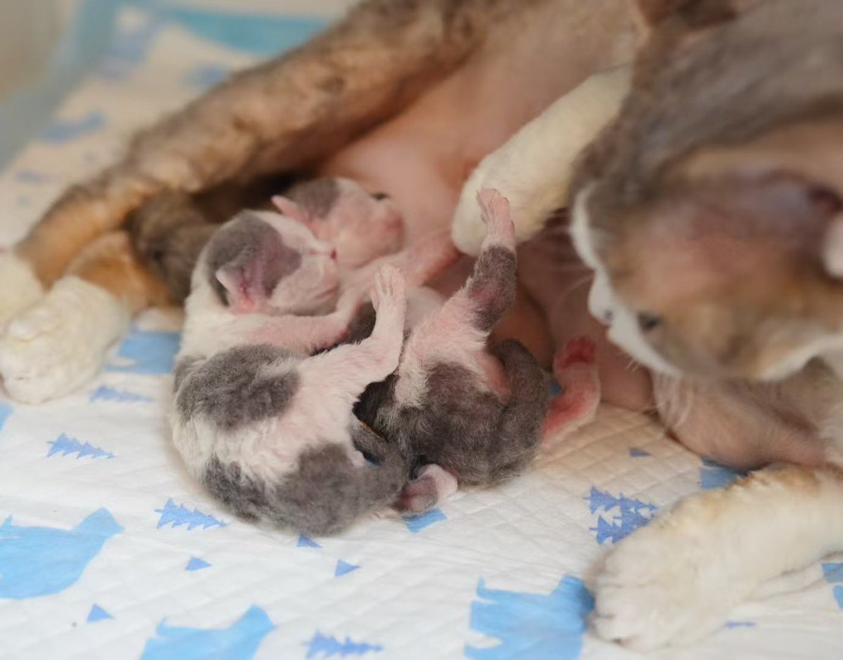 ZouZhou1112's tweet image. Hello, here comes a newborn baby❤️
Father: Champion Topo of Gulooo
Mother : Gulooo Olivia 💛
#drx #devonrex #devonrexcat #devonrexkittens