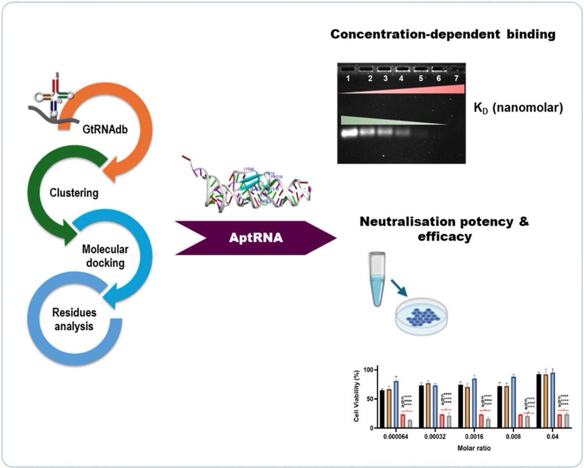 Read our latest work on using tRNA-mimetic as therapeutic that neutralises cytotoxin-induced damage. Thanks to the team.
#snakevenom
#antivenom

Access here: sciencedirect.com/science/articl…