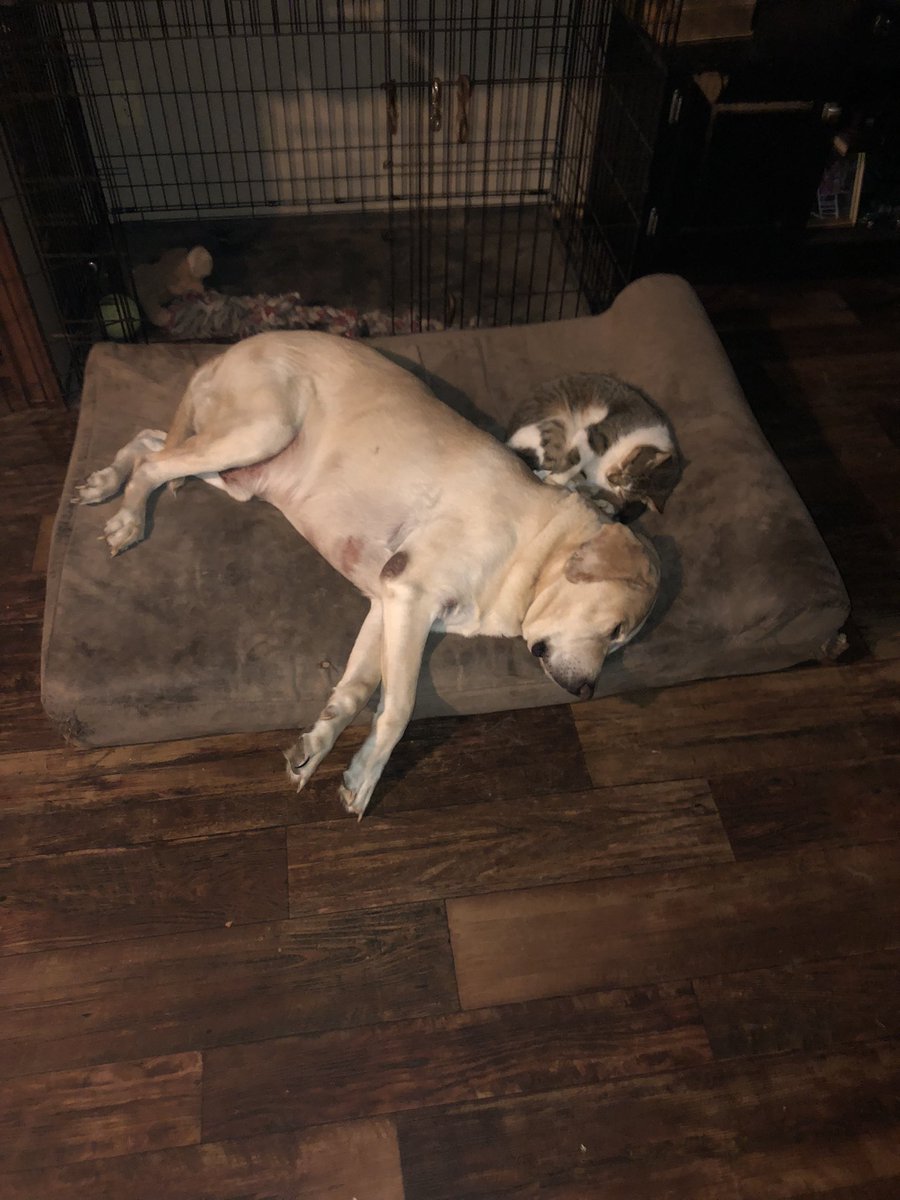 Donald871092309's tweet photo. Duke and sissy sleeping with each other. It’s 25 degrees outside https://t.co/075KuGC0J0