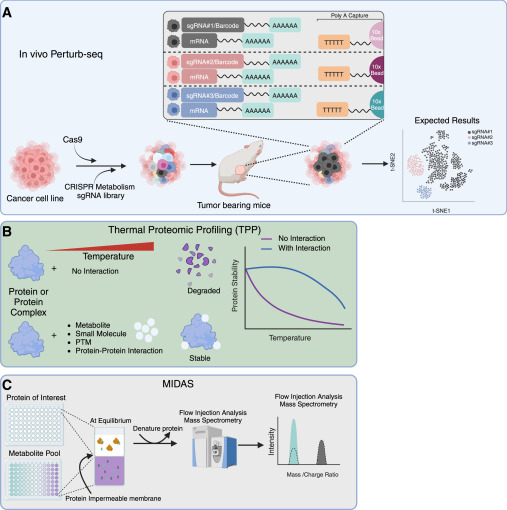 Molecular Cell tweet media