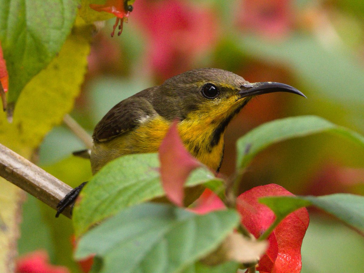 Mike_chen2_birds tweet media