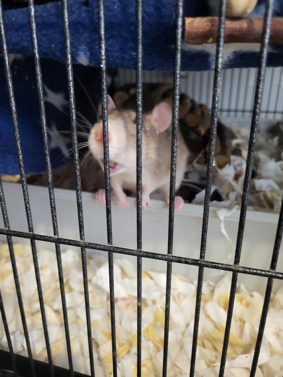 Dr Fat Baby Browen tweet media