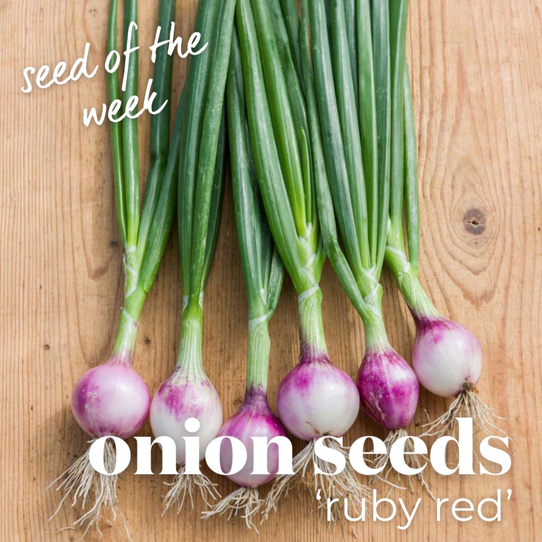 Seed of the Week: Onion 'Ruby Red' 🌟

Brighten up your garden – and your plate – with Onion 'Ruby Red'! This versatile variety is perfect for every occasion.

👉 Order your seeds today! bit.ly/49qNEtd

#SeedOfTheWeek #OnionRubyRed #GrowYourOwn #VegetableGarden