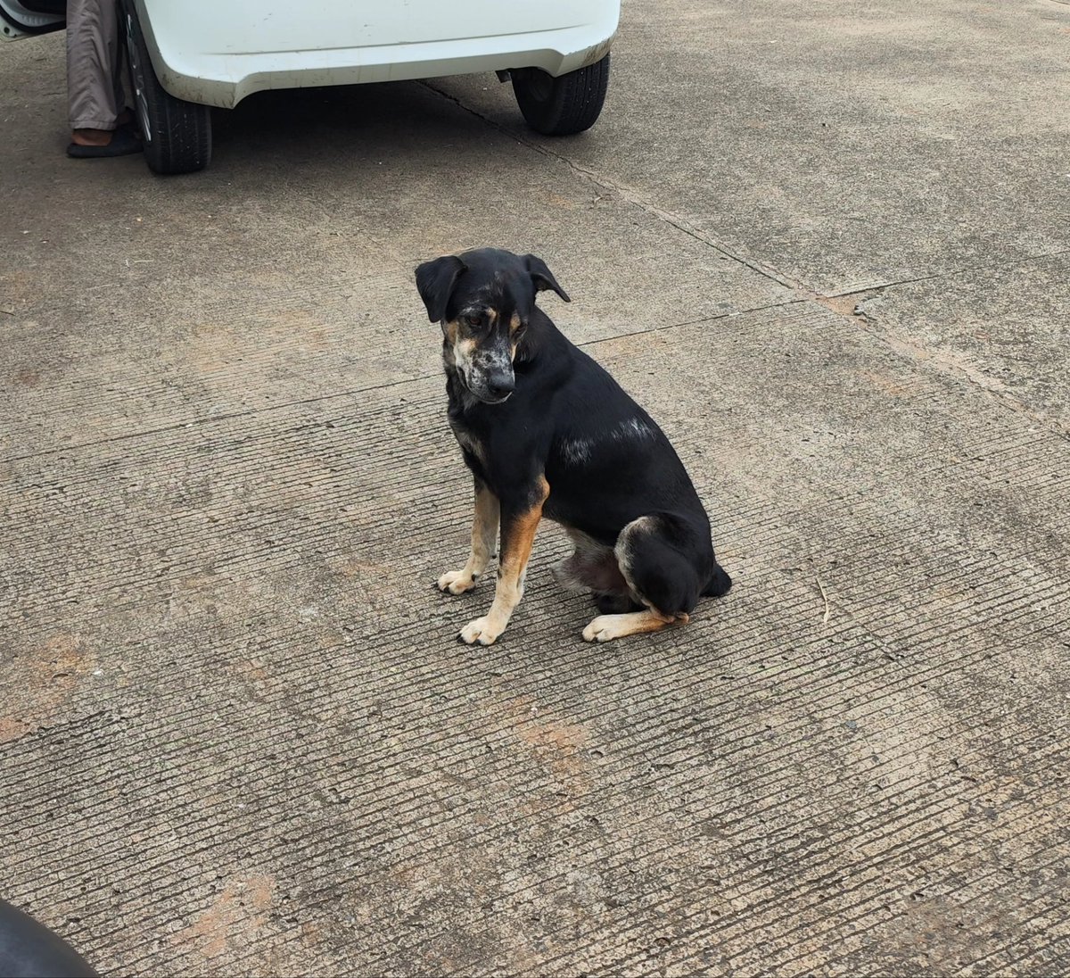 farahbach's tweet photo. Udah dua kali liat anjing ini seliweran di daerah pabrik. Badannya bersih dan ga (terlalu) kurus, keliatan banget bukan anjing liar biasa. https://t.co/gZuLcxCG7W