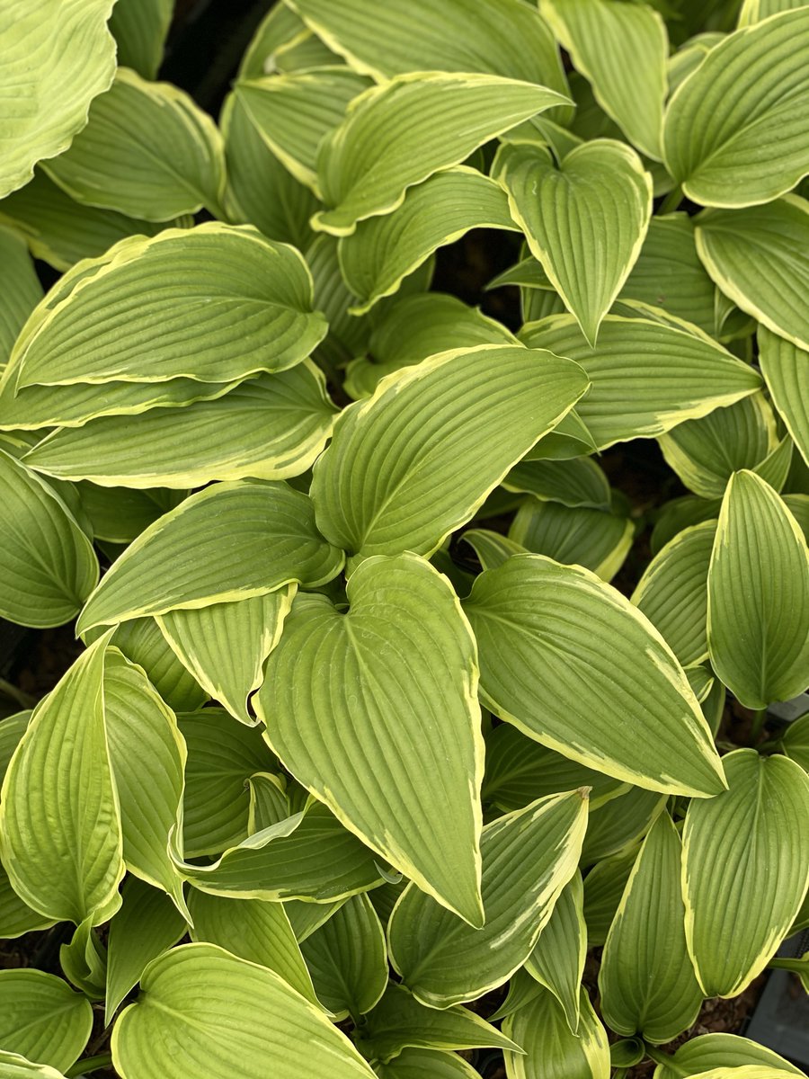 Sienna Hosta tweet media