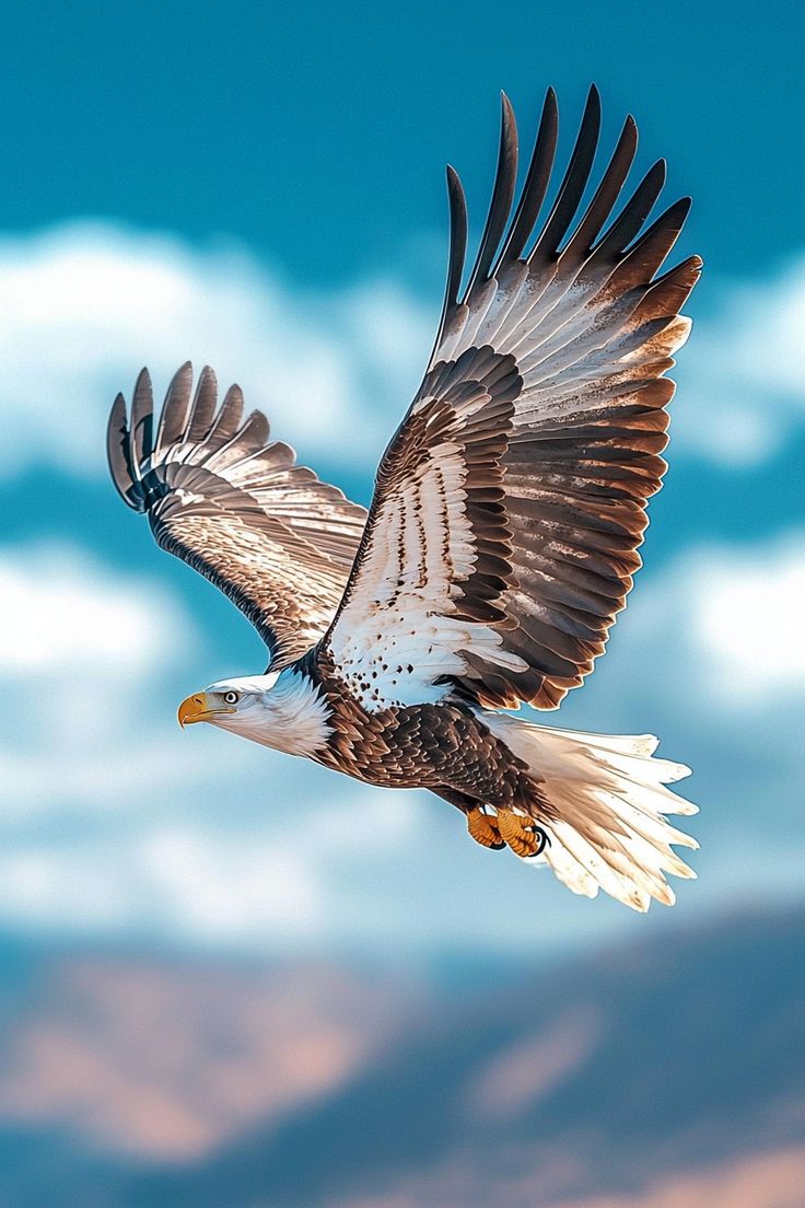 Gorgeous eagle flying .