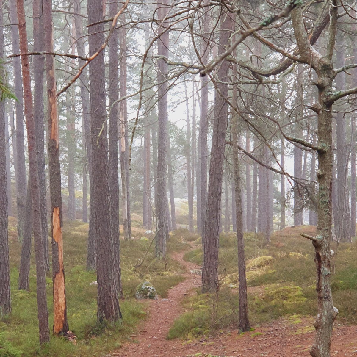 Sherringford56's tweet photo. Working from home today and took the opportunity to take a lunchwalk in the nearby Grimsta Woods. Soothing for the soul. #Grimsta #Nature #NaturePhotography #NatureBeauty #landscapephotography #woods #woodwalking #trees #Mälaren #LakeMälaren https://t.co/vigx1m2bfC