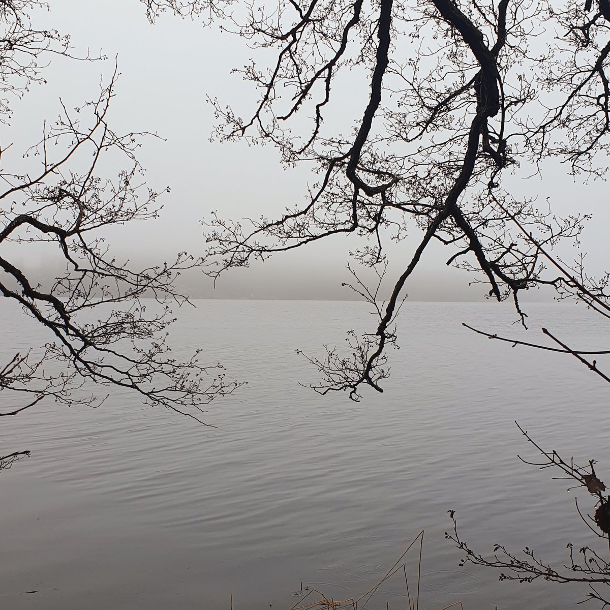 Sherringford56's tweet photo. Working from home today and took the opportunity to take a lunchwalk in the nearby Grimsta Woods. Soothing for the soul. #Grimsta #Nature #NaturePhotography #NatureBeauty #landscapephotography #woods #woodwalking #trees #Mälaren #LakeMälaren https://t.co/vigx1m2bfC