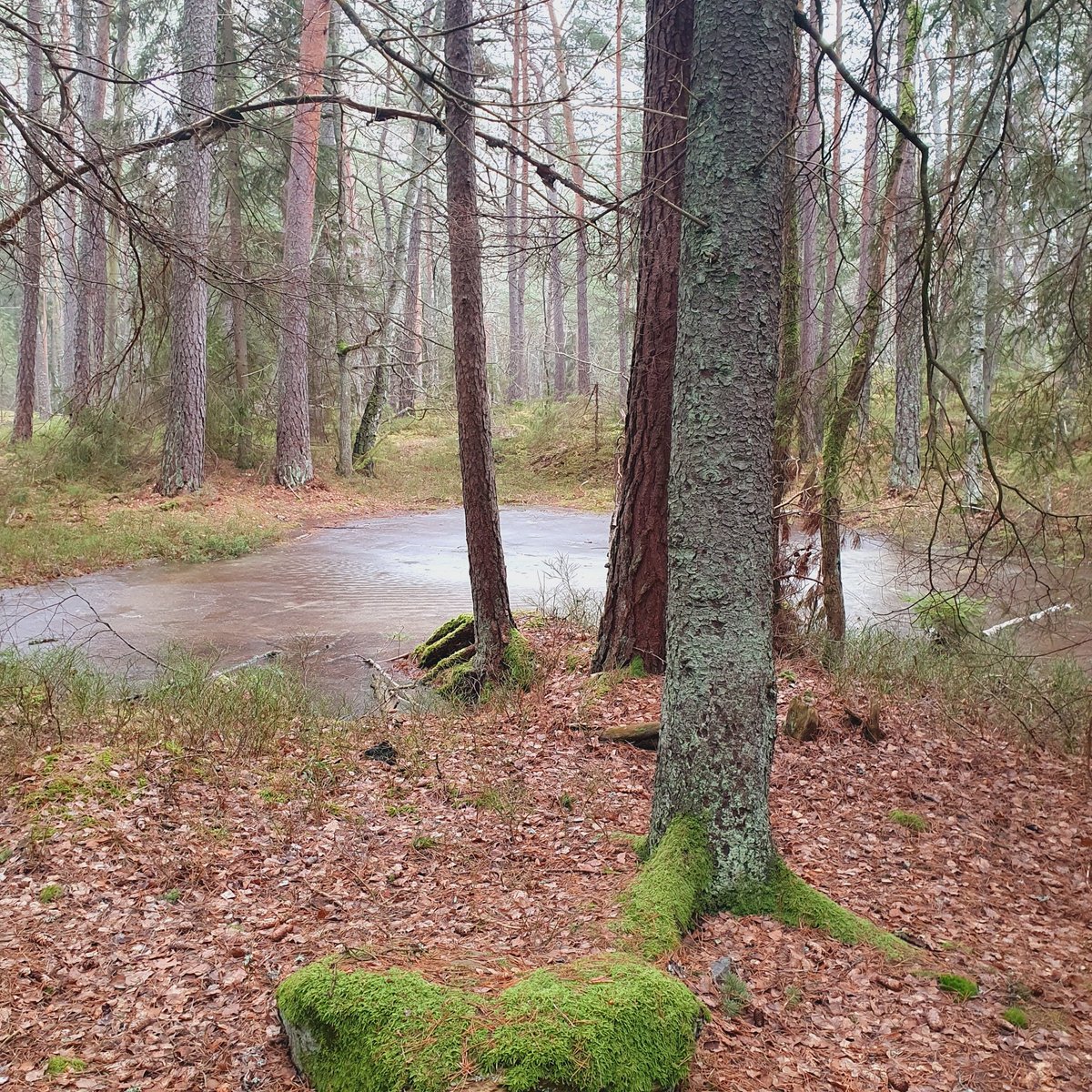 Sherringford56's tweet photo. Working from home today and took the opportunity to take a lunchwalk in the nearby Grimsta Woods. Soothing for the soul. #Grimsta #Nature #NaturePhotography #NatureBeauty #landscapephotography #woods #woodwalking #trees #Mälaren #LakeMälaren https://t.co/vigx1m2bfC