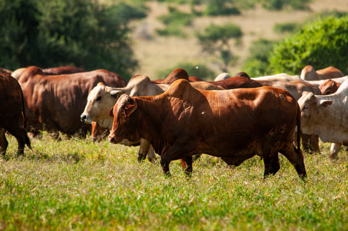 Mpala Research Centre / @mpalarc.bsky.social tweet media