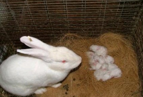 AgriHopper's tweet image. 🚨 RABBIT NESTING BOX HACKS 🐰

Don't waste money on expensive boxes.

DIY NESTING BOX KIT:
📦 Wooden crate (30x40cm)
🌾 Clean straw/hay
🧶 Shredded paper
👕 Old cotton fabric
🌡️ Draft-free design

Cost: Medium 
Lifespan: 2+ years
#AgriHopperRwanda #RabbitBreeding  #DIYFarming