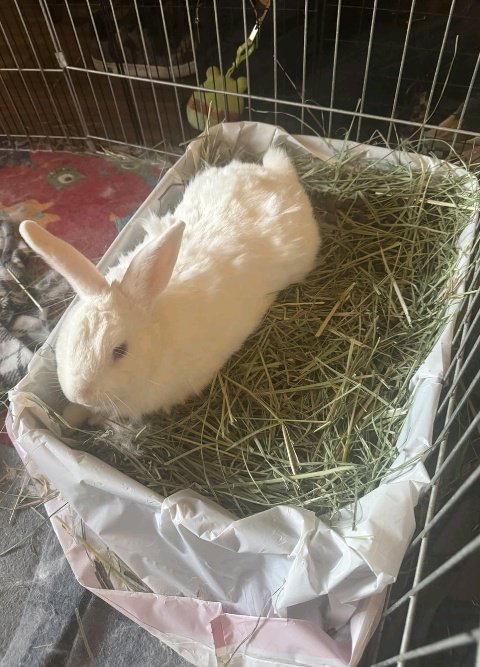 AgriHopper's tweet image. 🚨 RABBIT NESTING BOX HACKS 🐰

Don't waste money on expensive boxes.

DIY NESTING BOX KIT:
📦 Wooden crate (30x40cm)
🌾 Clean straw/hay
🧶 Shredded paper
👕 Old cotton fabric
🌡️ Draft-free design

Cost: Medium 
Lifespan: 2+ years
#AgriHopperRwanda #RabbitBreeding  #DIYFarming