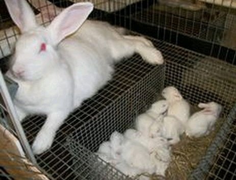 AgriHopper's tweet image. 🚨 RABBIT NESTING BOX HACKS 🐰

Don't waste money on expensive boxes.

DIY NESTING BOX KIT:
📦 Wooden crate (30x40cm)
🌾 Clean straw/hay
🧶 Shredded paper
👕 Old cotton fabric
🌡️ Draft-free design

Cost: Medium 
Lifespan: 2+ years
#AgriHopperRwanda #RabbitBreeding  #DIYFarming