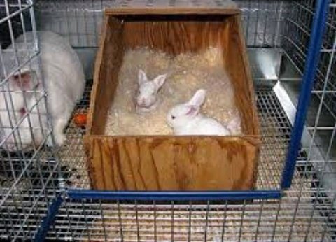 AgriHopper's tweet image. 🚨 RABBIT NESTING BOX HACKS 🐰

Don't waste money on expensive boxes.

DIY NESTING BOX KIT:
📦 Wooden crate (30x40cm)
🌾 Clean straw/hay
🧶 Shredded paper
👕 Old cotton fabric
🌡️ Draft-free design

Cost: Medium 
Lifespan: 2+ years
#AgriHopperRwanda #RabbitBreeding  #DIYFarming