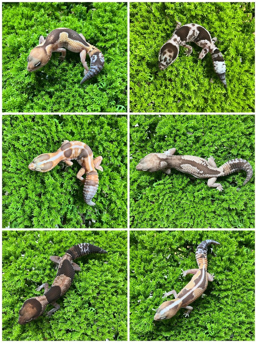 前回もお伝えしましたが今週末25,26日で2周年SALE行います🤩🎉
今回、日頃の感謝を込めての30匹限定のニシアフ12,000円コーナー作ります😍✨
AhetCP,PhetAOなど面白いモルフの子達も並びます🤩ペットオンリーもなしです🤤🎊