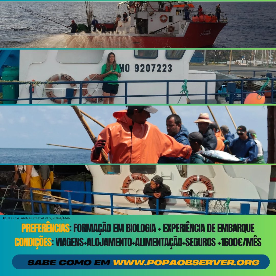 Programa Observação Pescas Açores (POPA) tweet media