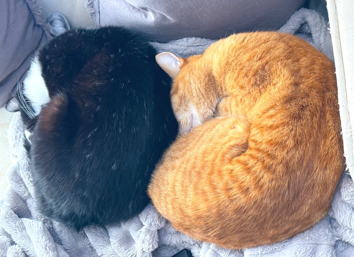 rin_noa_2020's tweet photo. まるふたつ

#保護猫 #りんにゃん #のあにゃん
#保護猫を家族に
#猫 #猫のいる暮らし https://t.co/DKNx2gnUp0