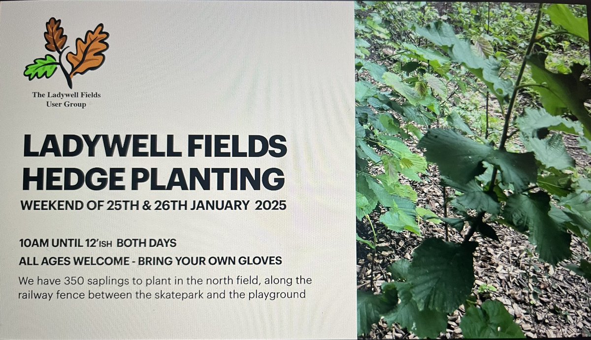 Coming up … Ladywell Fields User Group has organised a weekend of hedge planting in the northern field of Ladywell Fields. LFUG aims to fill in gaps in the hedge along the railway. Planting will take place from 10am until 12.00 this weekend (January 25-26). All ages welcome.