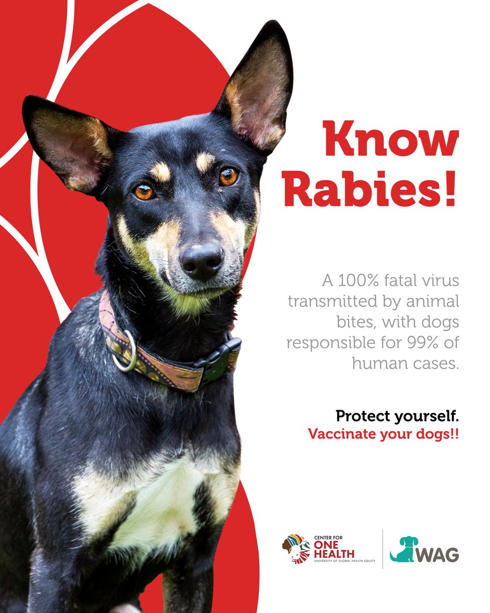onehealthughe's tweet photo. 🐾 Rabies: A One Health Challenge We Can Solve Together! 🐾 

Did you know that rabies is a One Health problem? Dogs are responsible for 99% of human rabies cases, but with collaboration and awareness, we can end this threat. 

#RabiesAwareness #OneHealth #WAGRwanda #UGHE https://t.co/xk2eLZvfQ1