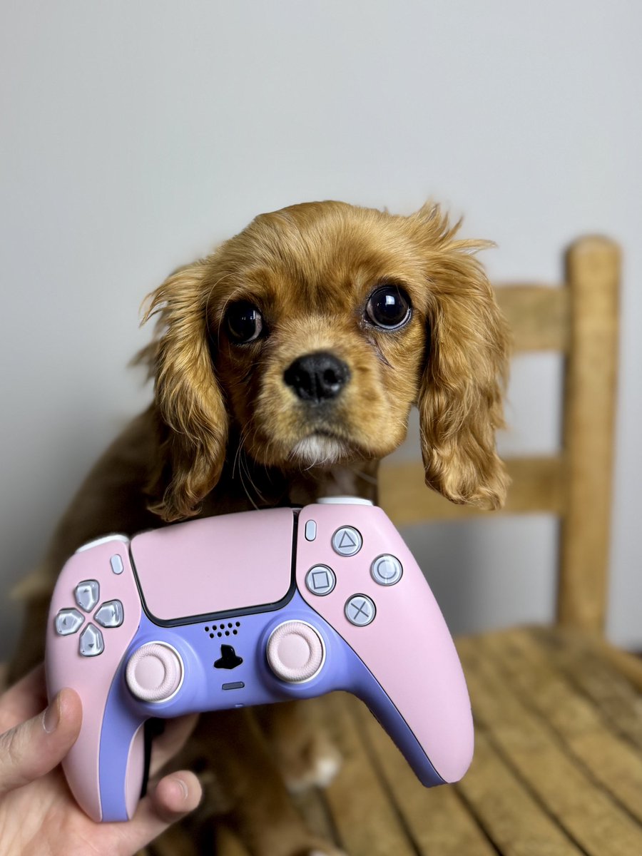 Get a Grip Gaming (@getagrip_gaming) on Twitter photo Meet our newest builder… 🐶 Meet our newest builder… 🐶