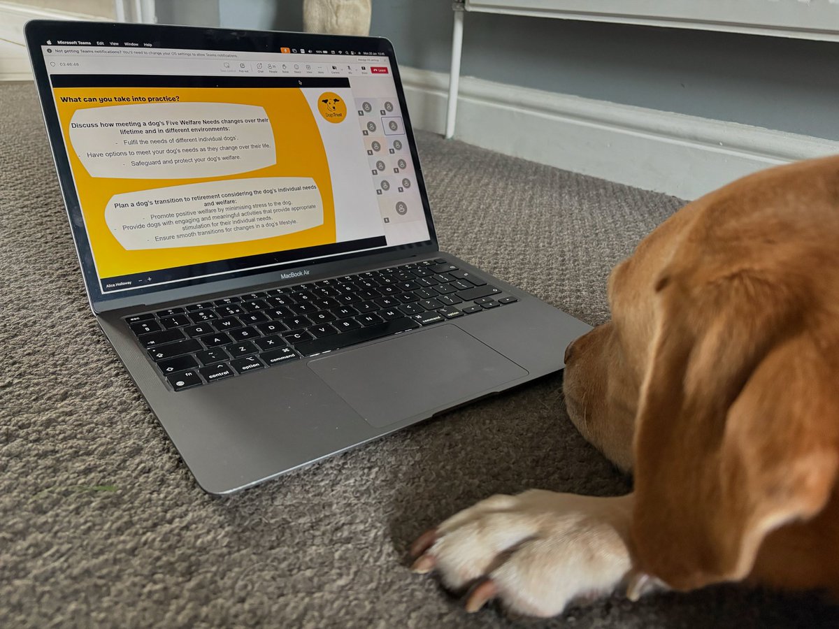 @BluepawWB (@bluepawwb) on Twitter photo Professional Development
It’s great to be continuing our professional development by getting involved in the Dogs Trust Behaviour Champion Training. Staying updated on skills and training is essential in any field, but especially so when it comes to animal welfare. <a href="/DogsTrust/">Dogs Trust 💛🐶</a> Professional Development
It’s great to be continuing our professional development by getting involved in the Dogs Trust Behaviour Champion Training. Staying updated on skills and training is essential in any field, but especially so when it comes to animal welfare. <a href="/DogsTrust/">Dogs Trust 💛🐶</a>