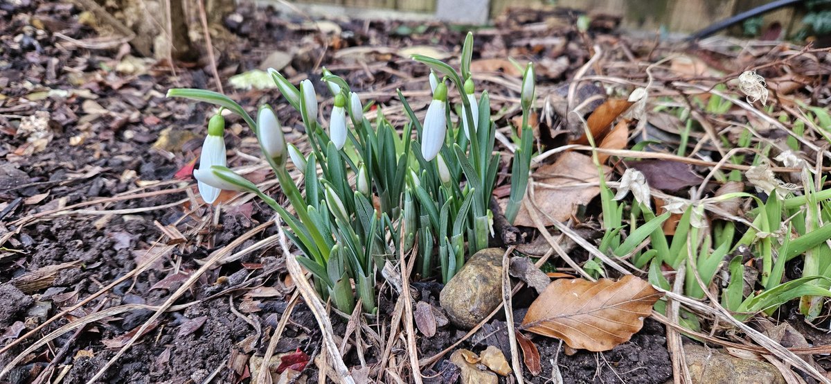Lovely to see colour in the garden this morning - snowdrops, cyclamen, and hellebores. #gardening #flowers #winter