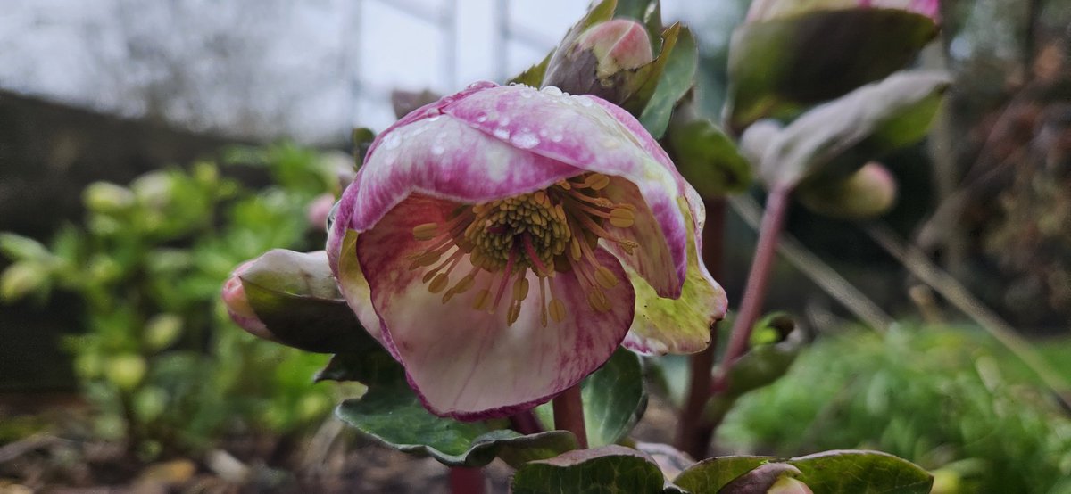 Operasteve1's tweet photo. Lovely to see colour in the garden this morning - snowdrops, cyclamen, and hellebores. #gardening #flowers #winter https://t.co/hjWZeiptHI