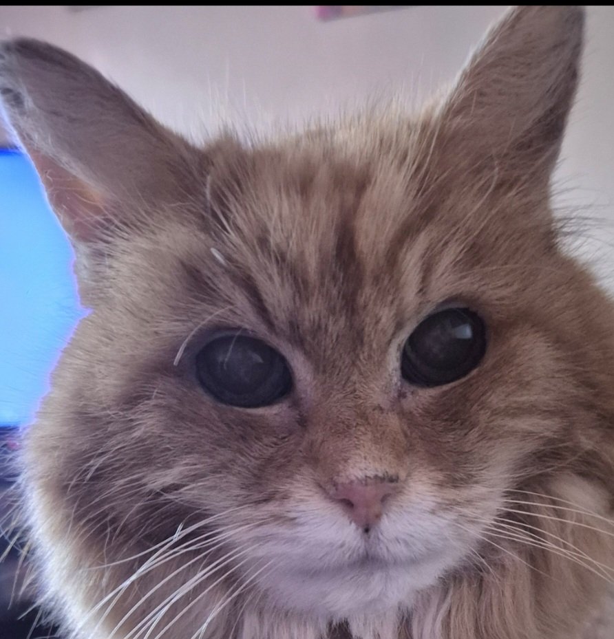 REDSJEWELS1's tweet photo. 'Well that's ruddy charming..mum and dad is snoozies..who's gonna cuddle me now?!!xx' πΎπΎ #Billcat #cats #CatsOfTwitter #CatsOnTwitter #CatsOfX #CatsOnX #CatsAreFamily #Hedgewatch https://t.co/5yYUHScvig