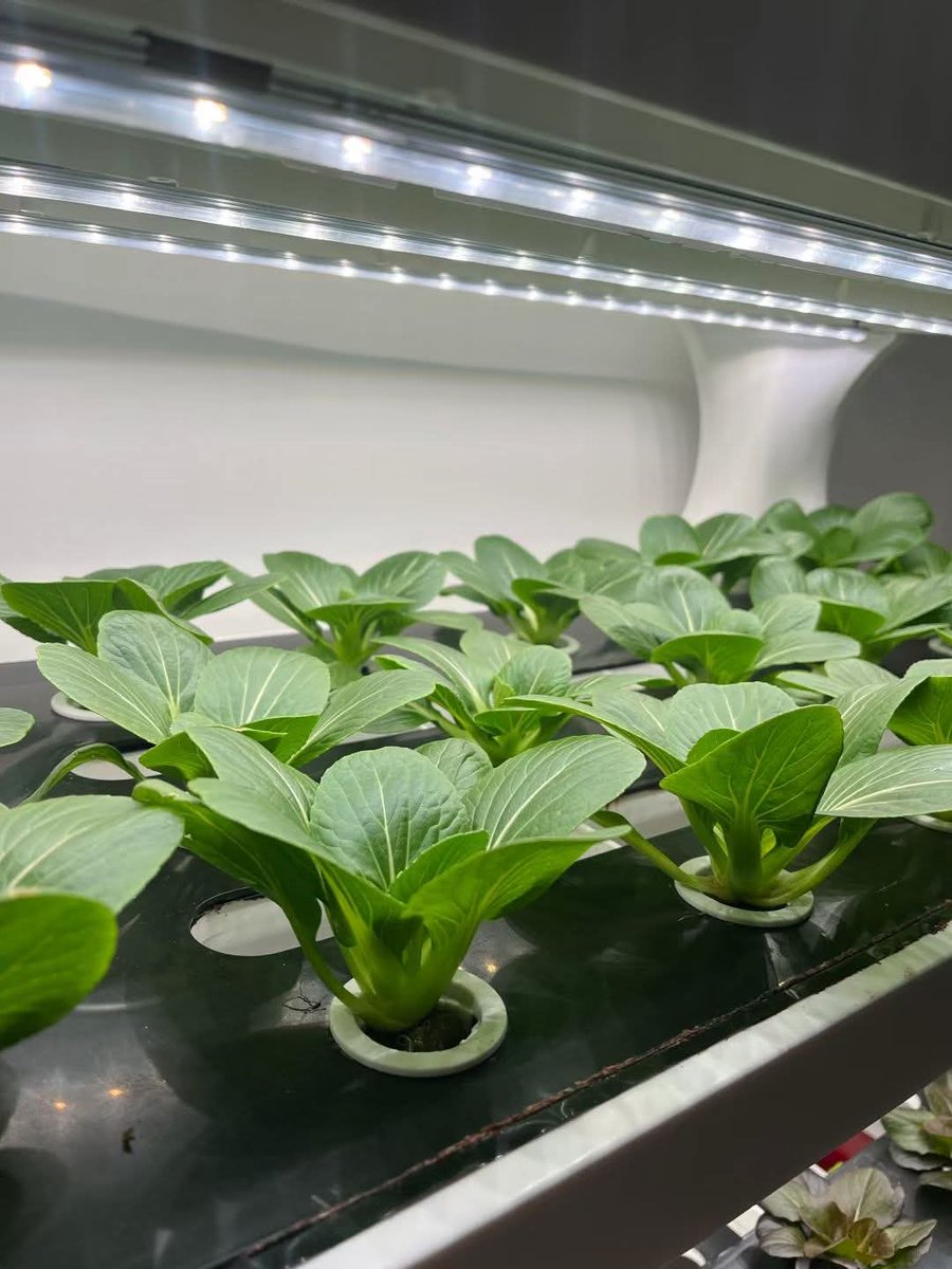Grow4max's tweet photo. that's amazing Grow results 
https://t.co/Du7d9uPrud 
WhatsApp:+86 132 6578 6006 https://t.co/EkZCZICNMF