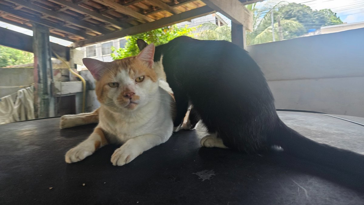 ArleneMulatinho's tweet photo. Meus preguiçosos. 
❤️🐱 https://t.co/5BDvdaYkGu
