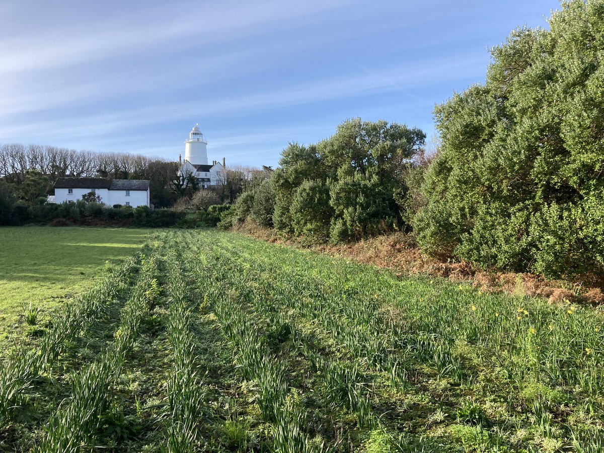 What a lovely way to spend last week, checking the intensive surveillance grid on St Agnes in the Scilly Isles. The community, <a href="/ScillyWildlife/">Isles of Scilly Wildlife Trust</a>,<a href="/Natures_Voice/">RSPB</a> &amp; the South West Rapid Incursion Response team have been checking it since November when suspicious mouse signs were found