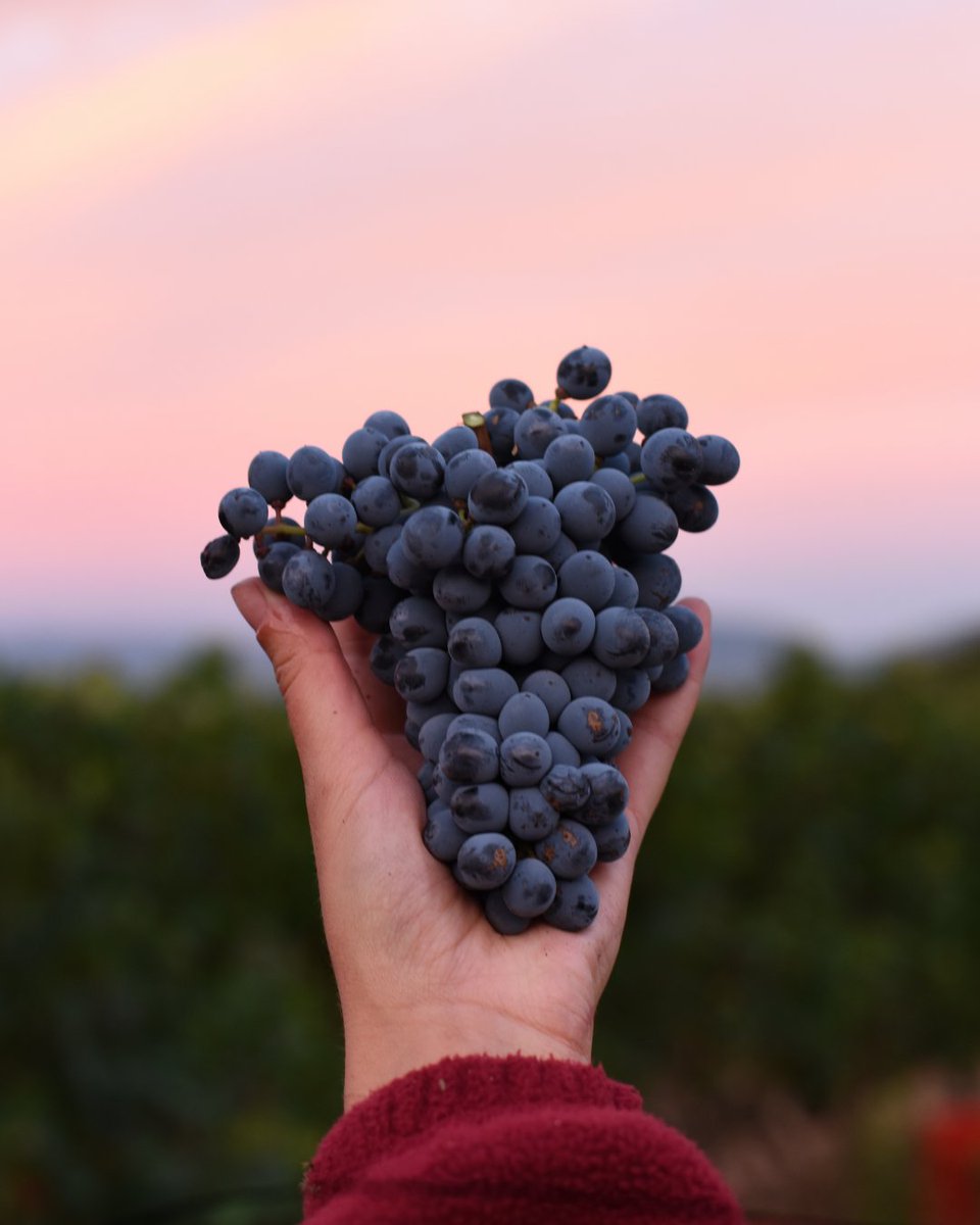 ClosMontblanc's tweet photo. Tot comença amb un gest, una vinya, un gotim... 🍇 El final? Una copa plena de vida. 🍷✨

Todo empieza con un gesto, una viña, un racimo... 🍇 ¿El final? Una copa llena de vida. 🍷✨

It all starts with a gesture, a vineyard, a cluster... 🍇 The ending? A glass full of life.🍷✨ https://t.co/1nyDxB1iRc