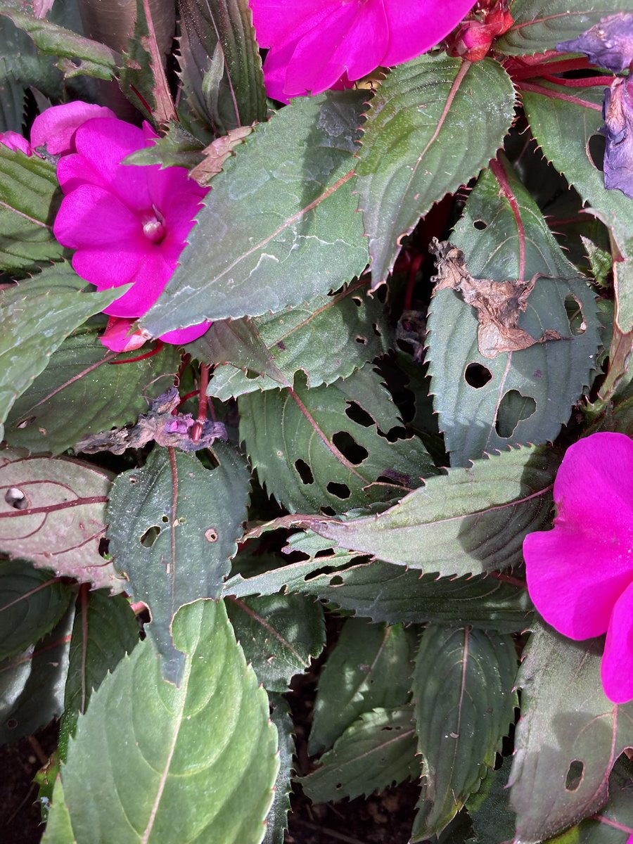 arbor_mac's tweet photo. Snail damage on sun impatiens, #plantdiagnosticstreatment irregular holes in the center of the leaf is a giveaway treat with sodium ferric baits. https://t.co/jf0omlEZzA