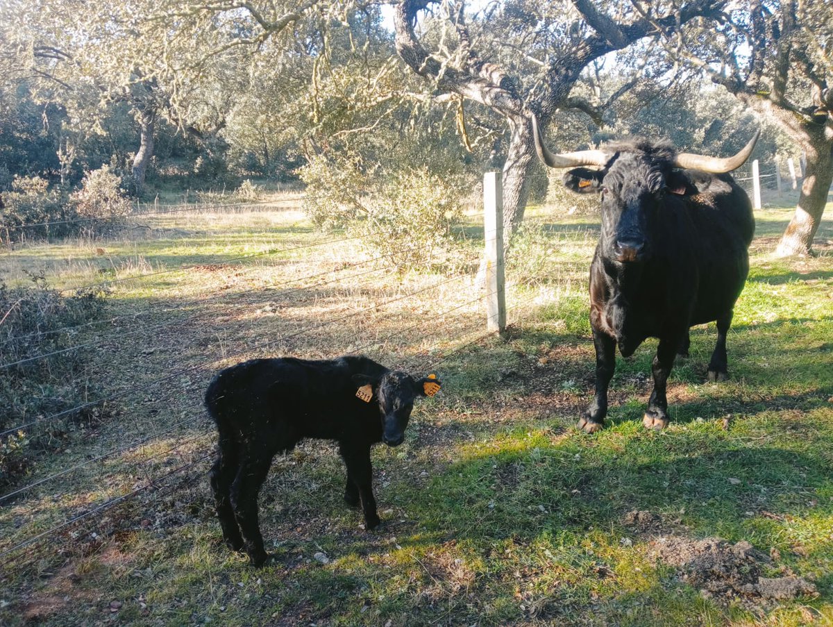 irnasa_csic's tweet photo. New arrivals at #IRNASA! 🌟
We’re thrilled to introduce the newest gem of the #Morucha breed 💪 a robust male weighing an impressive 28 kg at birth! 👏
At IRNASA, we stay dedicated to preserving and improving our native breeds 🖤🐃
#Muñovela #ExperimentalFarm #Salamanca #CSIC https://t.co/iT2QogM2mu
