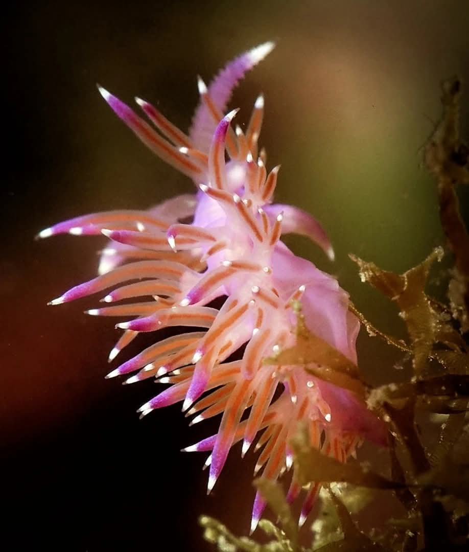 marmencor's tweet photo. #Granada
#trilonstyle #buceo #vida #naturaleza #macrophotography #submarinismo #scubadiving #nauticam #seaandsea #fotosub #marmediterraneo #saga #powerex #sea #mediterranean #uwphoto #diving #paradise #uwphotography #underwaterphotography #tritandiving #MarineLife https://t.co/32ZJVYgh5l