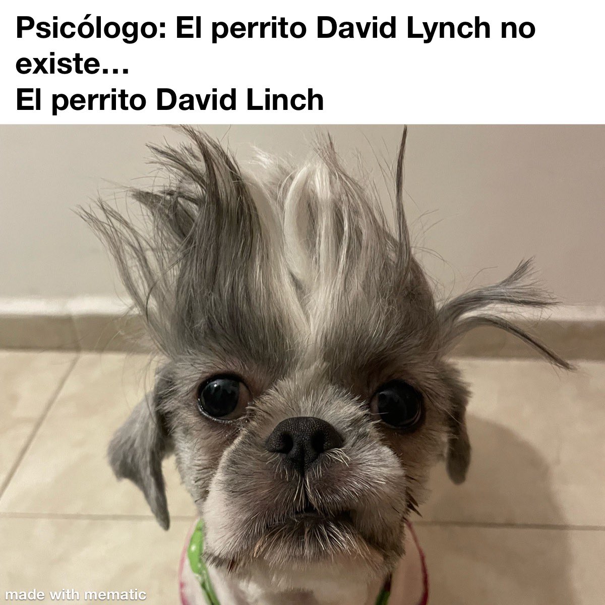 El_DonCruz's tweet photo. El perrito David Lynch https://t.co/oREpJwhA8g