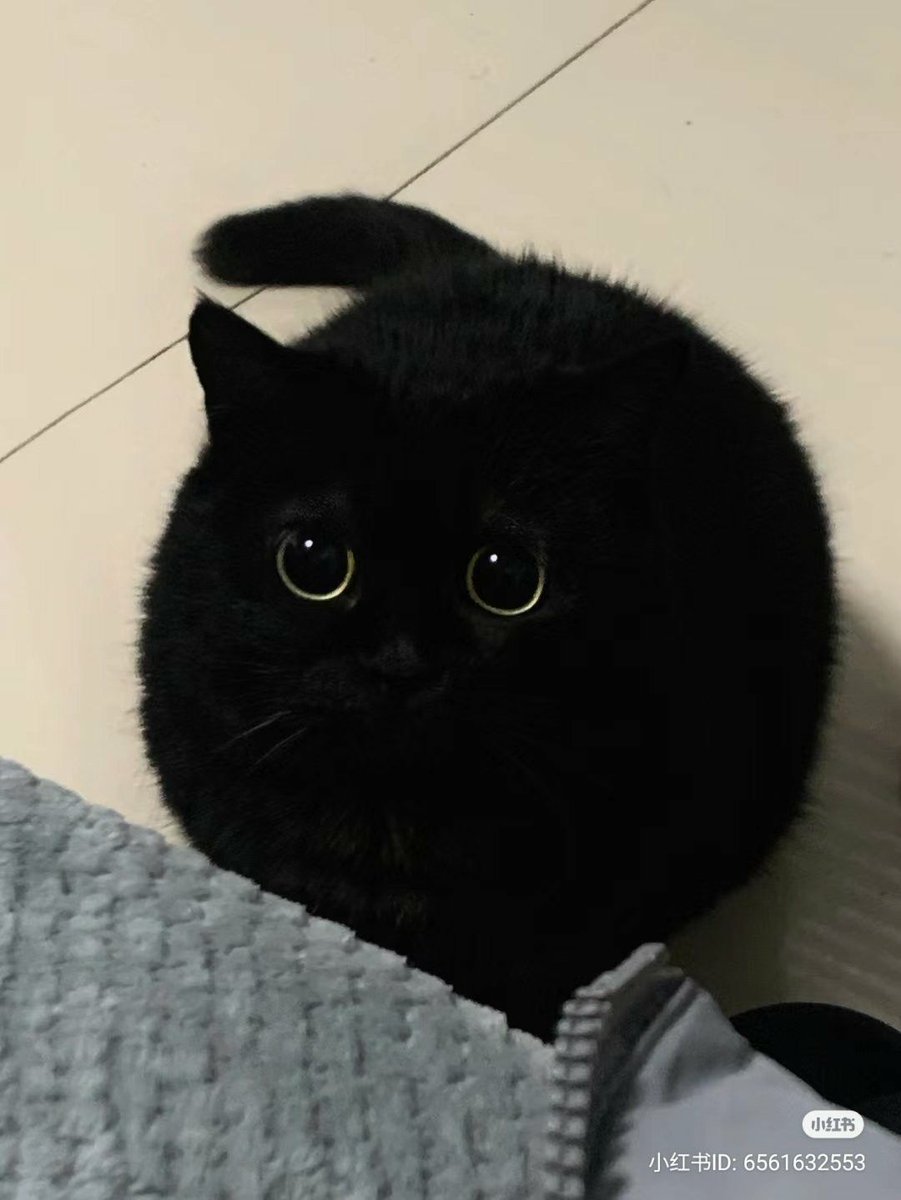 Black cats are not bad luck (@visualscat) on Twitter photo 