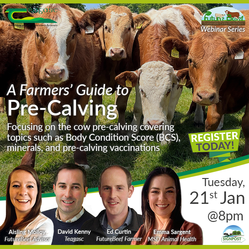 Join us online tomorrow, 21 January at 8pm for a #FutureBeef Webinar which will cover a farmers' guide to pre-calving, covering topics such as body condition score (BCS), minerals, and pre-calving vaccinations.
Register here bit.ly/3QJyg3L
<a href="/TeagascBeef/">Teagasc Beef</a> <a href="/msd_ah/">MSD Animal Health - Livestock</a>