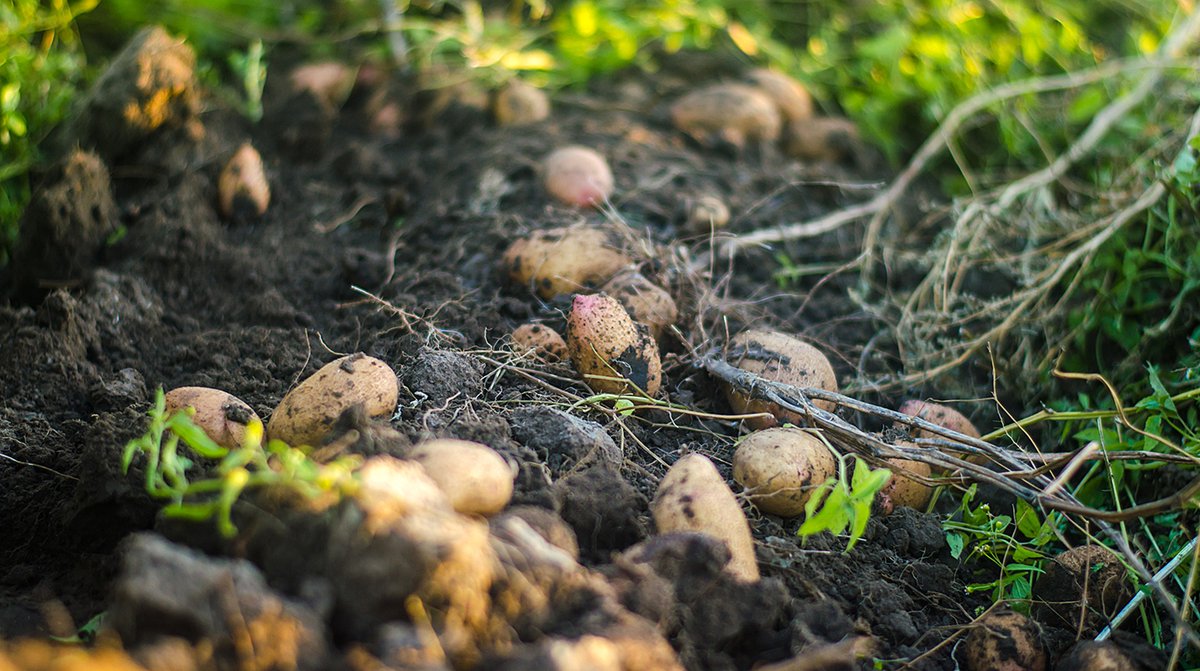 Grants to aid commercial variety research: spudman.com/news/grants-to… #research #NIFA #USDA #varieties