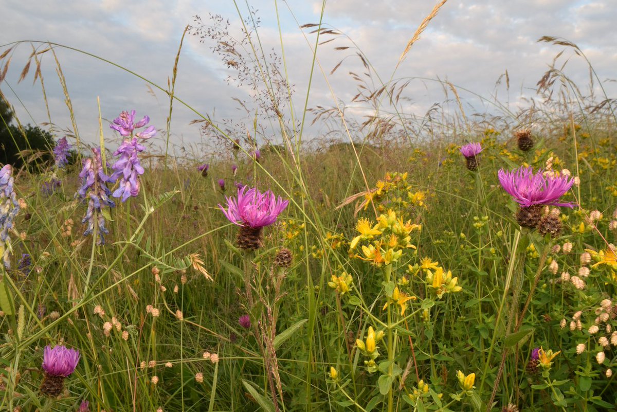 Shockingly <a href="/DefraGovUK/">Defra UK</a> admits to herbal leys in #ELM being allowed on threatened priority habitat species-rich #grasslands🚨

Temporary herbal leys destroy these nature-rich &amp;rare grasslands &amp; is poor use of public money

We have questions <a href="/DefraGovUK/">Defra UK</a>
thetimes.com/uk/environment…

1/3