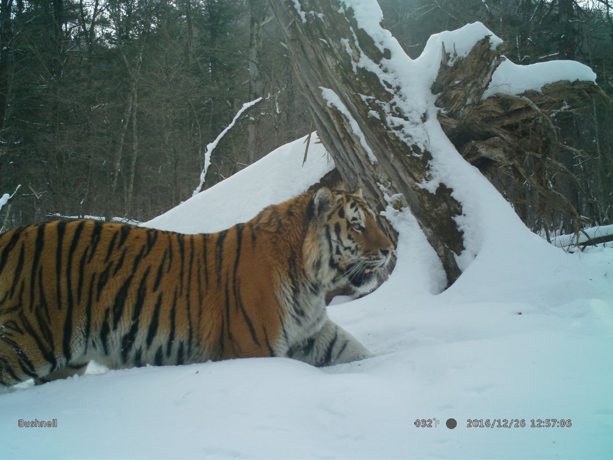 trailcam (@trail_cams) on Twitter photo 