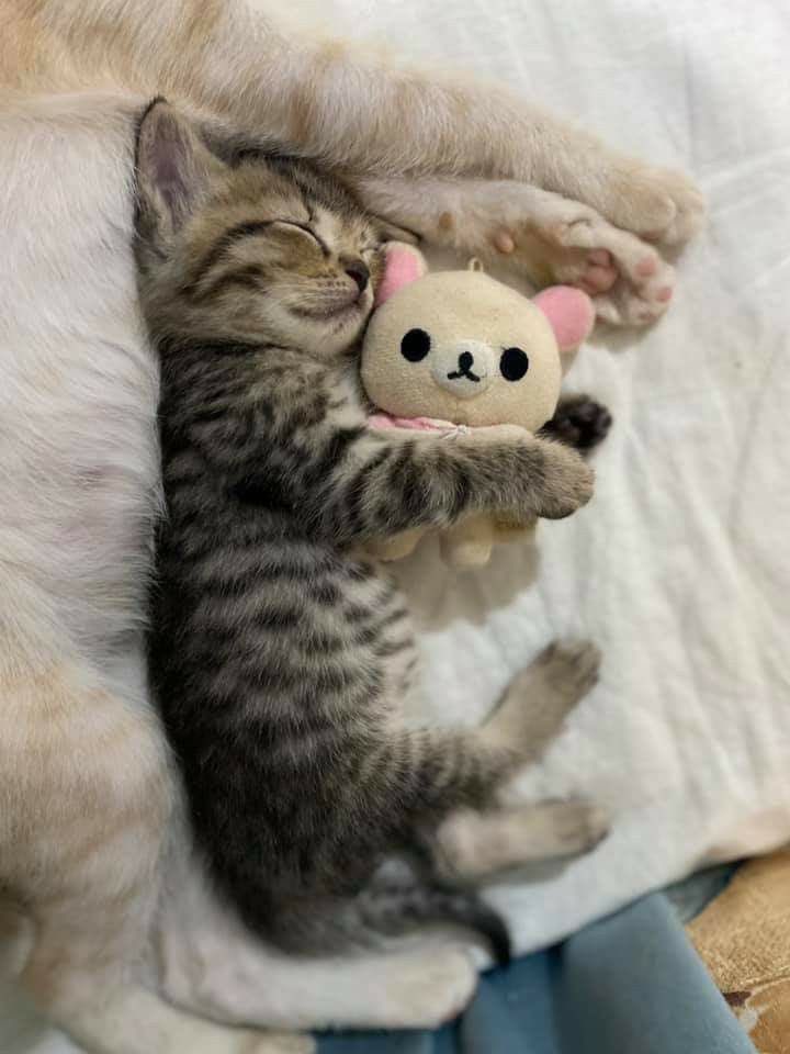 TheCatsX's tweet photo. Eepy baby https://t.co/LH32EB9dMm