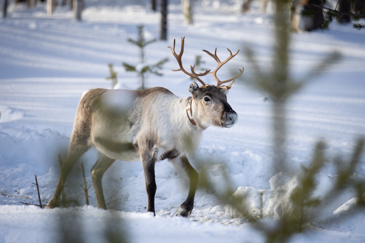 britishschoolro's tweet image. The Arctic Challenge is one of BSB&apos;s most spectacular trips. From icy car tests to meeting reindeer, it&apos;s an unforgettable adventure. 🦌❄️ Relive the magic with last year&apos;s highlights! 📸

#BSB #ArcticChallenge #ProjectZephyr
