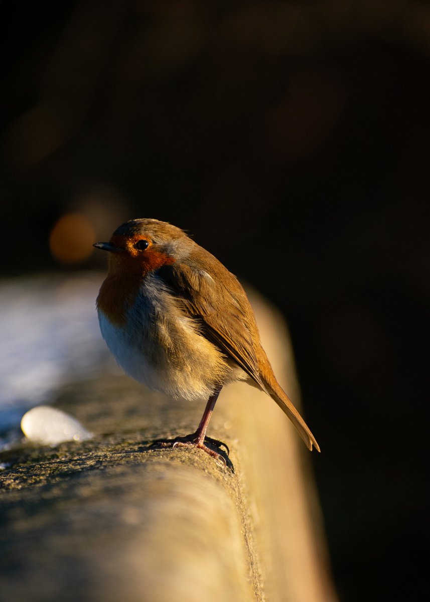 George_Billo's tweet photo. Even sun, soft feathers, and a moment of stillness. Nature’s tiniest joys 🌞🪶✨ #Robin  #goldenhour  #NaturePhotography  #birdphotography  #wildlifephotography  #birds  #birdwatching  #NatureBeauty   #peacefulmoments  #outdooradventures  #photooftheday #nikonphotography https://t.co/0Vfykt8BZP