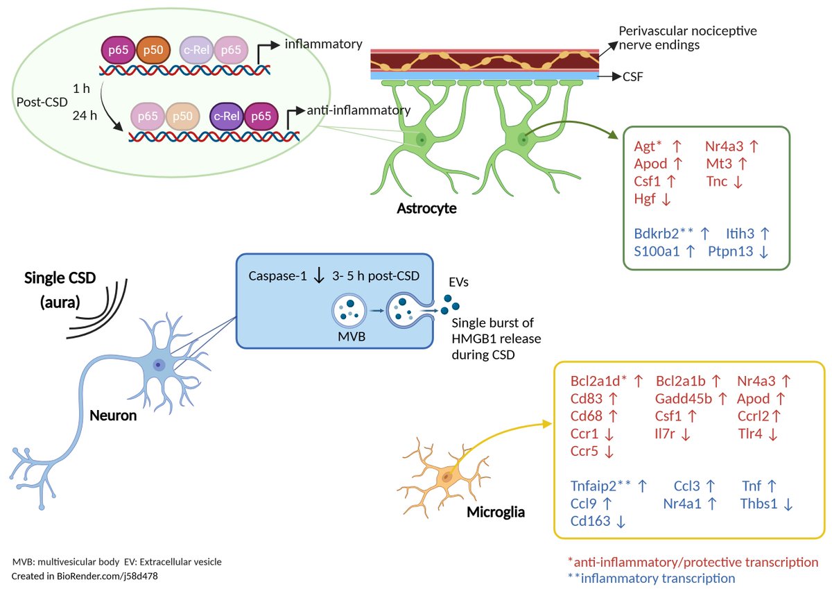 Cortical spreading depolarization is thought to trigger migraine headache through inflammatory signals in the brain and meninges. Using a mouse brain model, Kaya et al. explore the mechanisms that suppress the neuroinflammatory response initiated by CSD. tinyurl.com/3m29jcpw