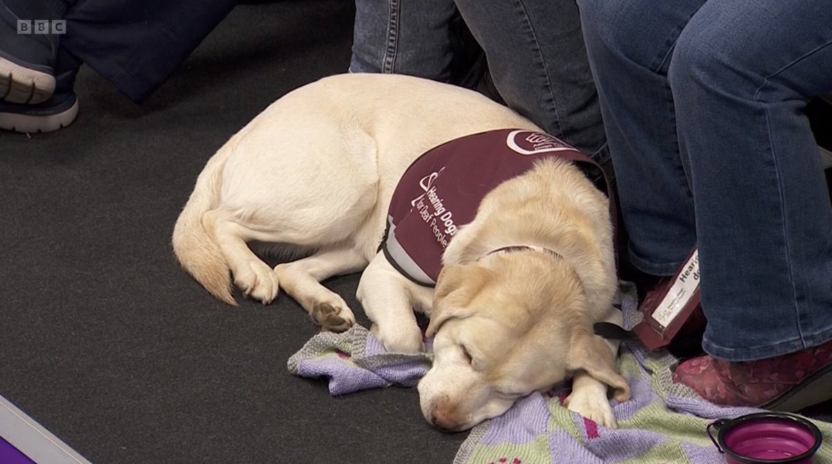 Gusifer61's tweet photo. @HearingDogs the beautiful Rosie is back on the television again, rocking her vest at the World Bowls Championships! We love Rosie 🥰 https://t.co/j9XVQfsmqn