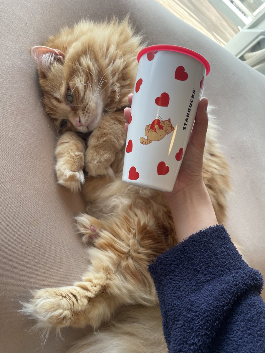 ねこじるしちくわ GkW4FP0WAAA9Wzi.jpg