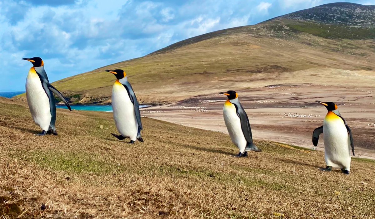 🐧It’s #PenguinAwarenessDay! The 🇬🇧 Overseas Territories play an important role protecting some of the largest #penguin colonies on Earth 🌎